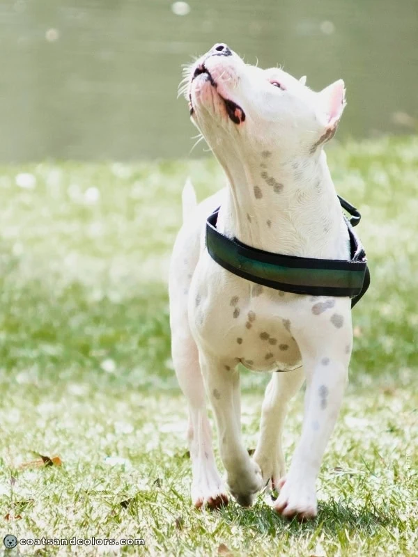 coatsandcolors.com American Staffordshire Terrier Colors skin spotting under white