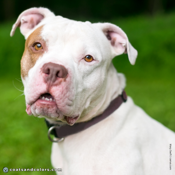 coatsandcolors.com American Staffordshire Terrier Colors too much white