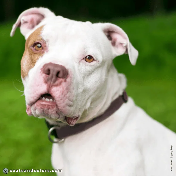 coatsandcolors.com American Staffordshire Terrier Colors too much white
