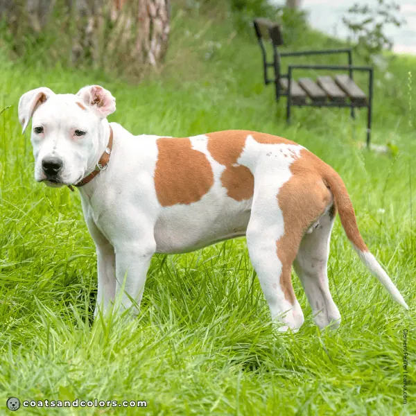 coatsandcolors.com American Staffordshire Terrier Colors white 6