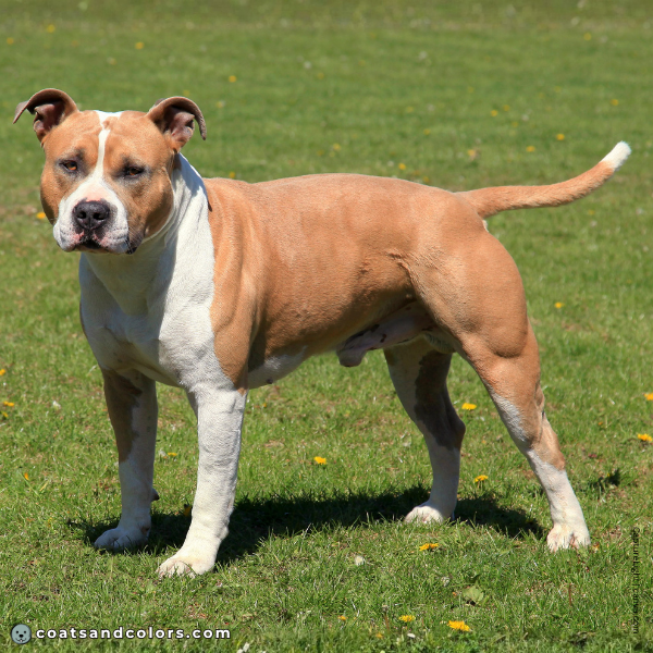 coatsandcolors.com American Staffordshire Terrier Colors white 7