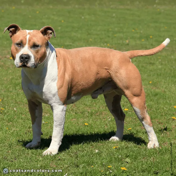 coatsandcolors.com American Staffordshire Terrier Colors white 7