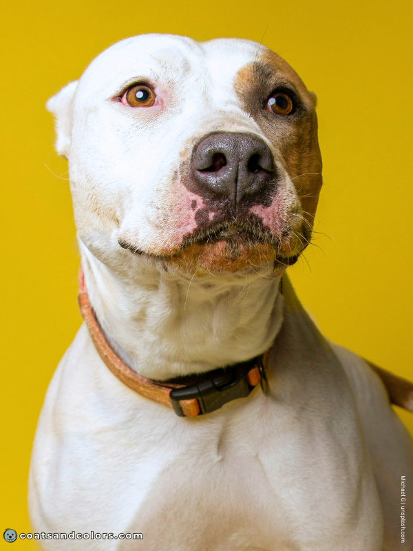 coatsandcolors.com American Staffordshire Terrier Colors white blue brindle patch
