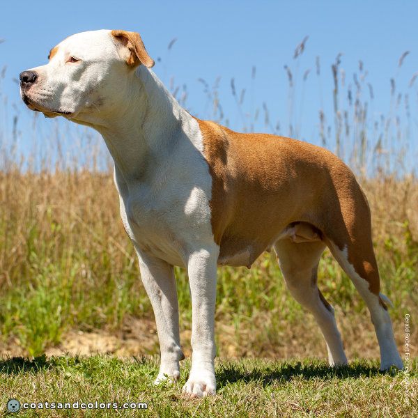 coatsandcolors.com American Staffordshire Terrier Colors white markings whitehead 1