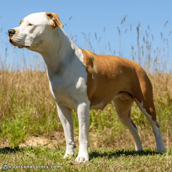 coatsandcolors.com American Staffordshire Terrier Colors white markings whitehead 1