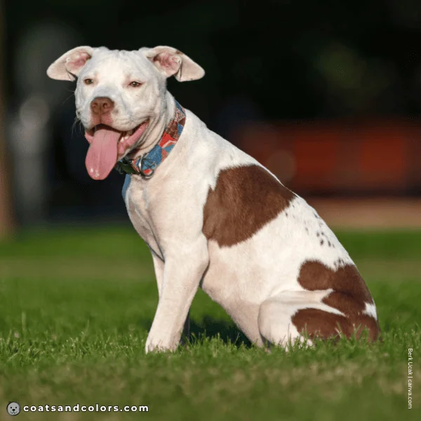 coatsandcolors.com American Staffordshire Terrier Colors whitehead 4