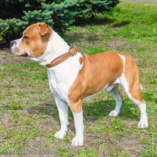 coatsandcolors.com American Staffordshire Terrier Colors whitehead 5