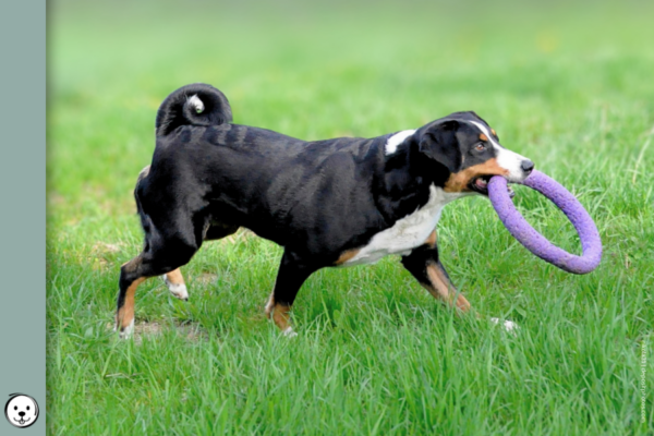 coatsandcolors.com Appenzeller Dog Colors 900x600 1
