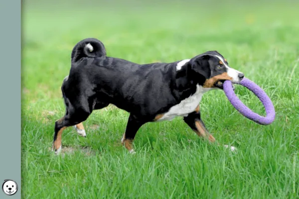coatsandcolors.com Appenzeller Dog Colors 900x600 1