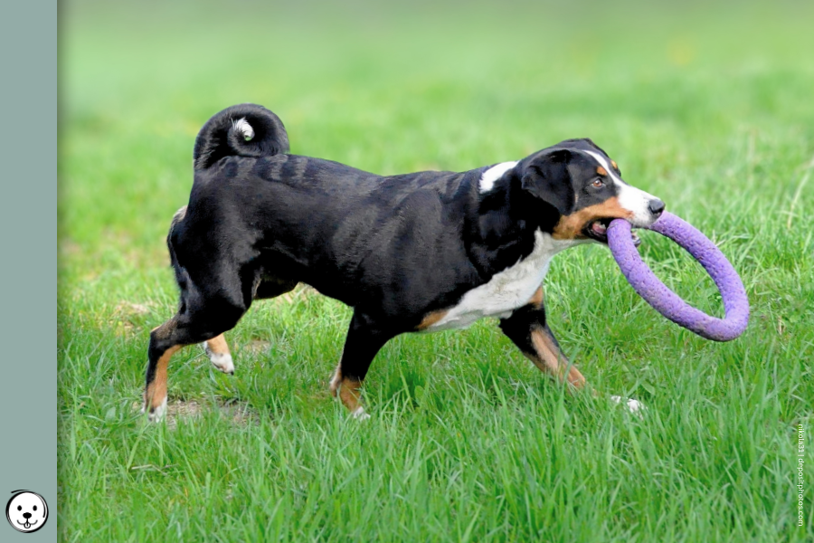 coatsandcolors.com Appenzeller Dog Colors 900x600 1