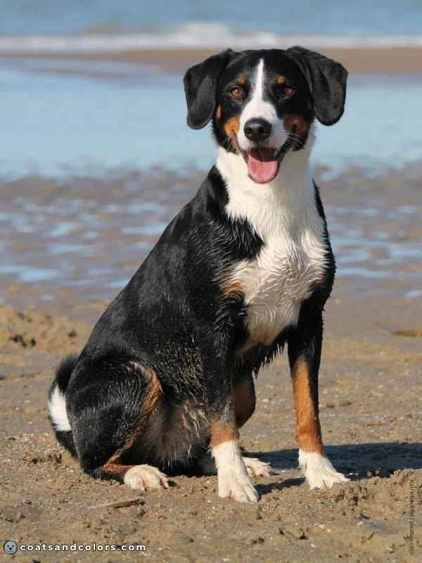 coatsandcolors.com Appenzeller Dog Colors black tri 1