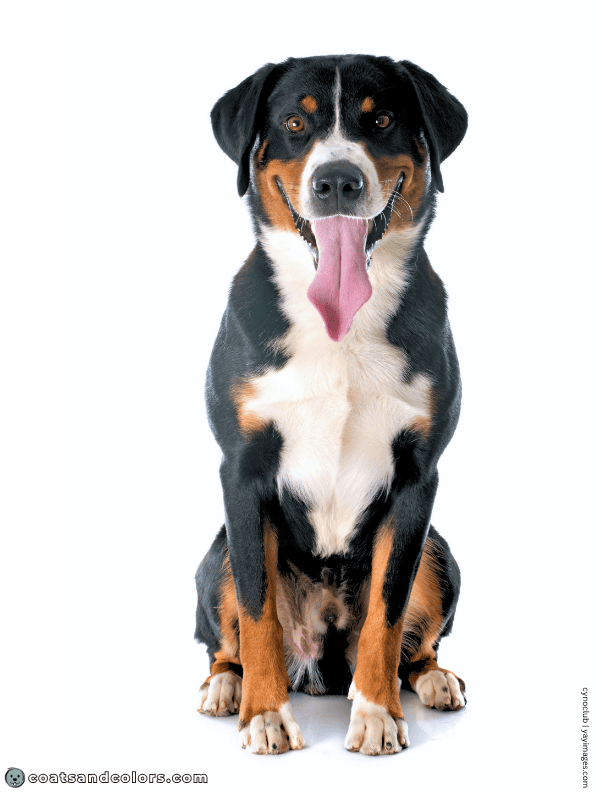 coatsandcolors.com Appenzeller Dog Colors black tri 2