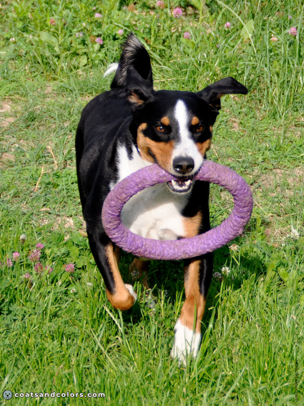 coatsandcolors.com Appenzeller Dog Colors black tri 3