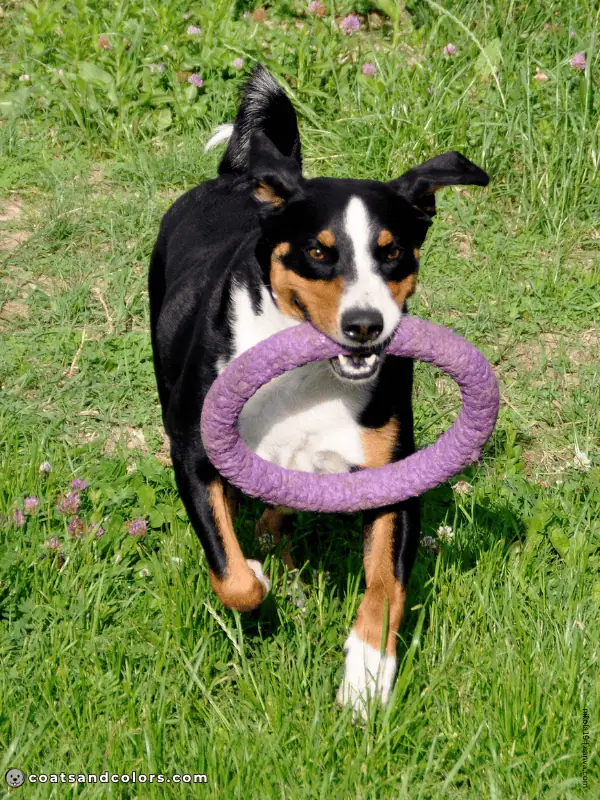coatsandcolors.com Appenzeller Dog Colors black tri 3