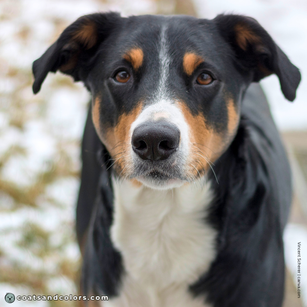 coatsandcolors.com Appenzeller Dog Colors black tri black nose