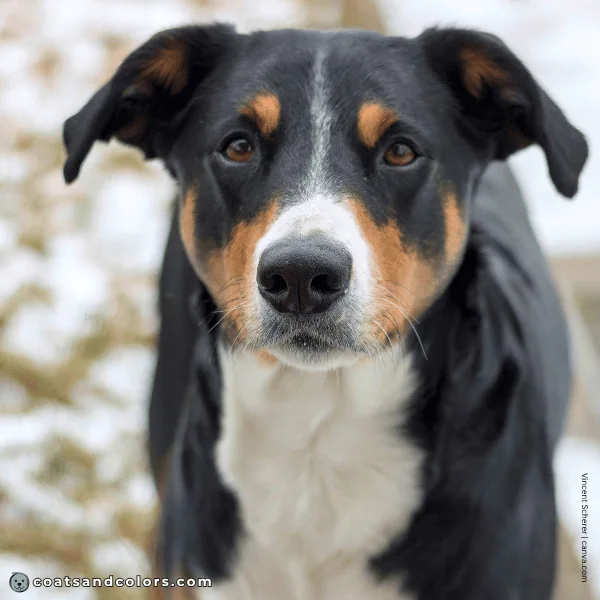 coatsandcolors.com Appenzeller Dog Colors black tri black nose