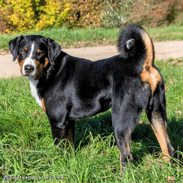 coatsandcolors.com Appenzeller Dog Colors black tricolor