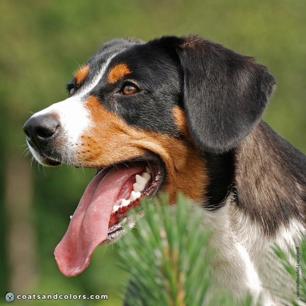 coatsandcolors.com Appenzeller Dog Colors black