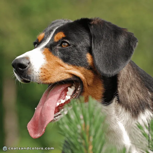 coatsandcolors.com Appenzeller Dog Colors black