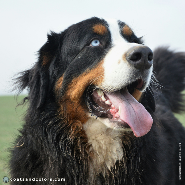 coatsandcolors.com Appenzeller Dog Colors blue eye example Bernese
