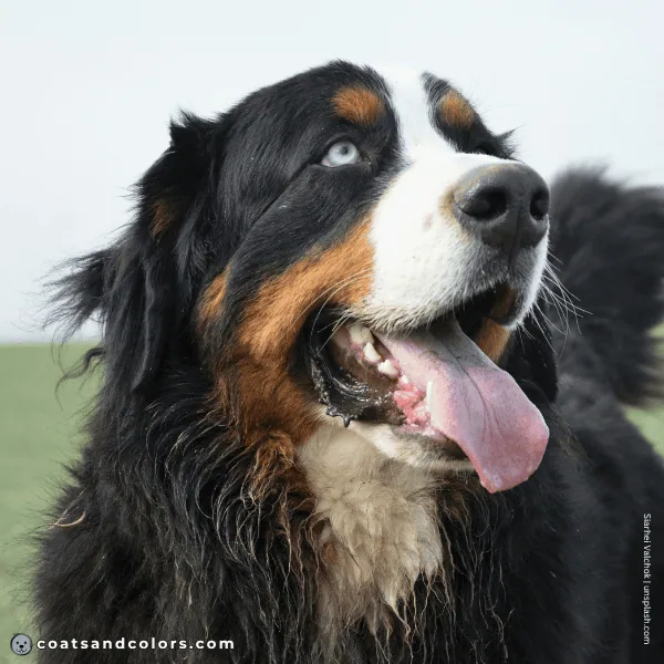 coatsandcolors.com Appenzeller Dog Colors blue eye example Bernese