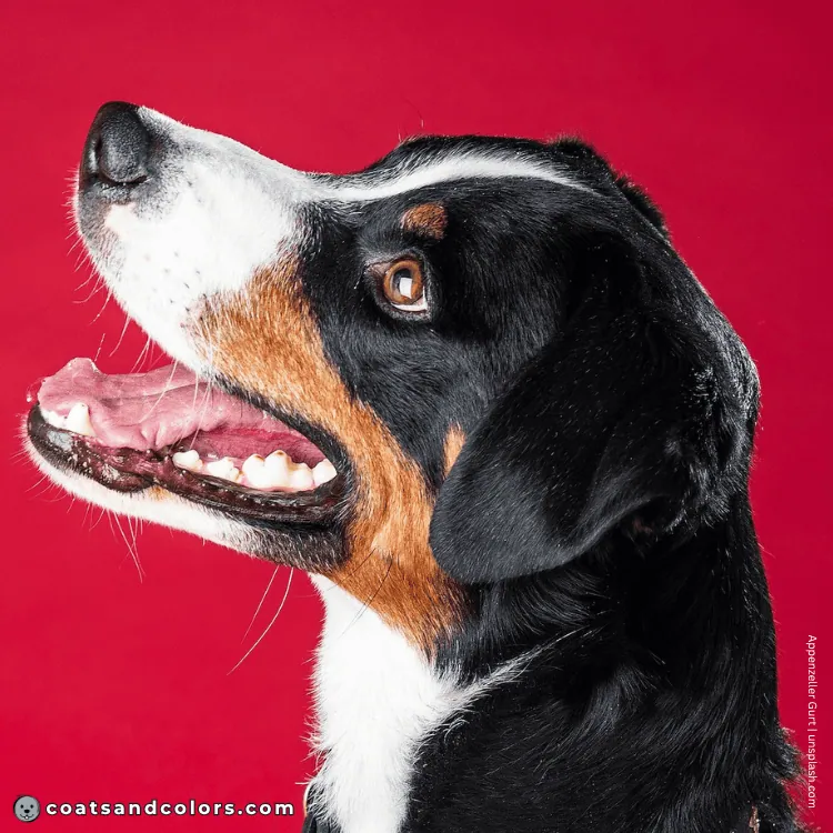 coatsandcolors.com Appenzeller Dog Colors brown eyes