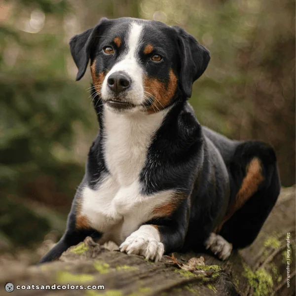 coatsandcolors.com Appenzeller Dog Colors coat type