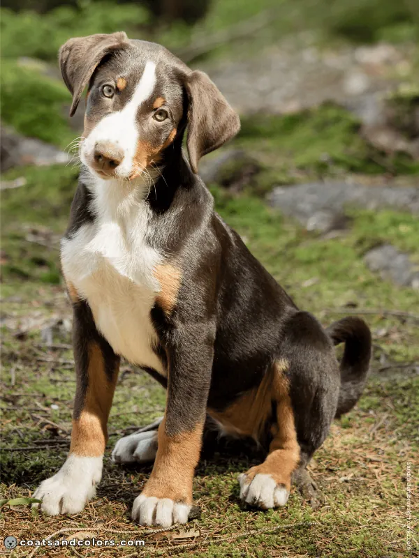 coatsandcolors.com Appenzeller Dog Colors havana brown 1
