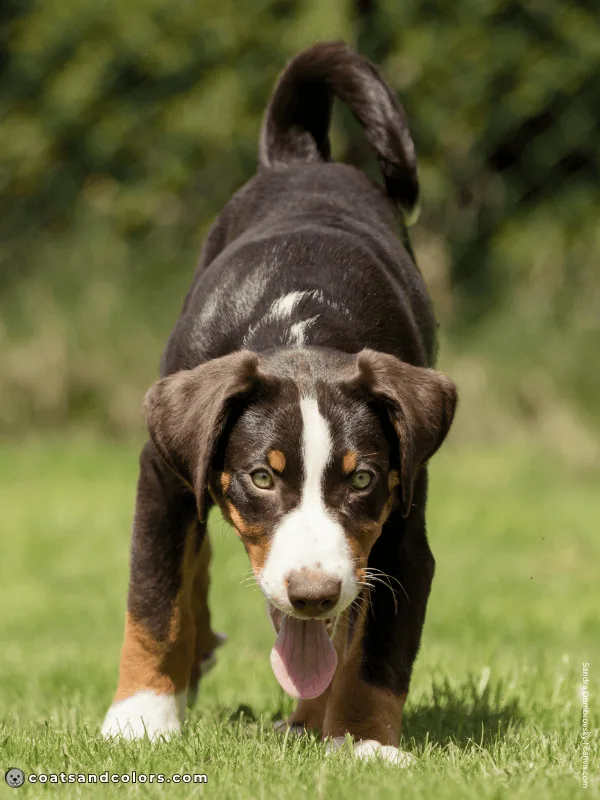coatsandcolors.com Appenzeller Dog Colors havana brown 2