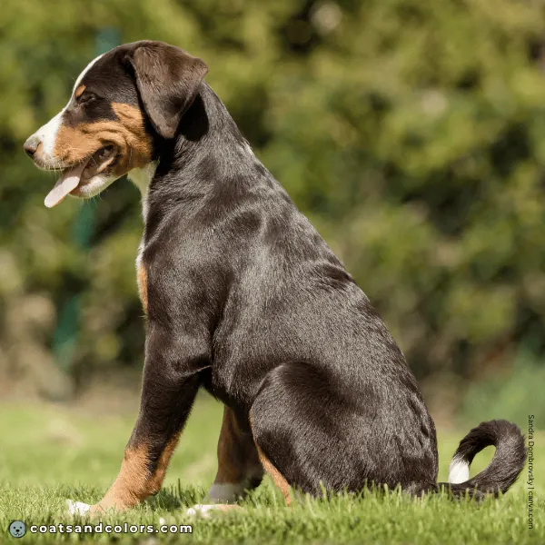 coatsandcolors.com Appenzeller Dog Colors havana brown 3