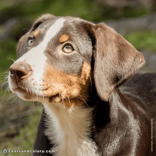 coatsandcolors.com Appenzeller Dog Colors havana brown 4