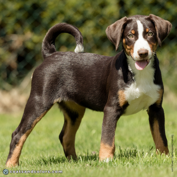 coatsandcolors.com Appenzeller Dog Colors havana brown 5