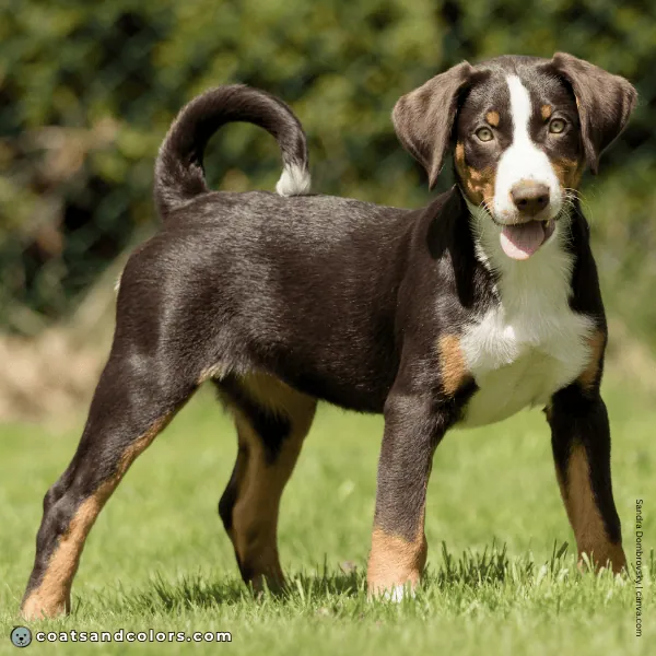 coatsandcolors.com Appenzeller Dog Colors havana brown 5