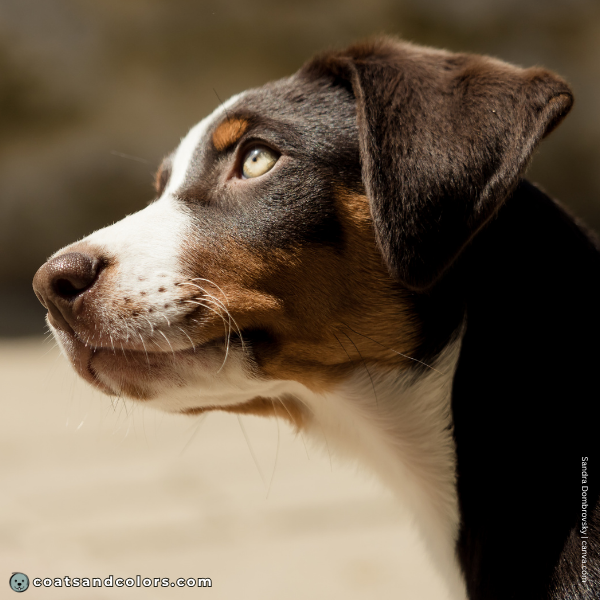 coatsandcolors.com Appenzeller Dog Colors havana brown 6