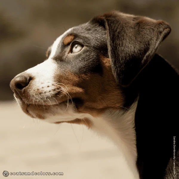coatsandcolors.com Appenzeller Dog Colors havana brown 6