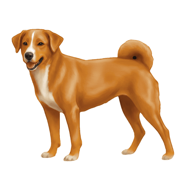 coatsandcolors.com Appenzeller Dog Colors old colors red white 2