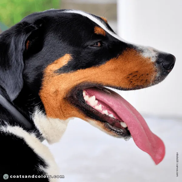 coatsandcolors.com Appenzeller Dog Colors red intensity