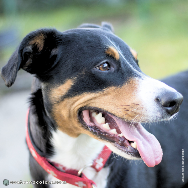 coatsandcolors.com Appenzeller Dog Colors tan intensity