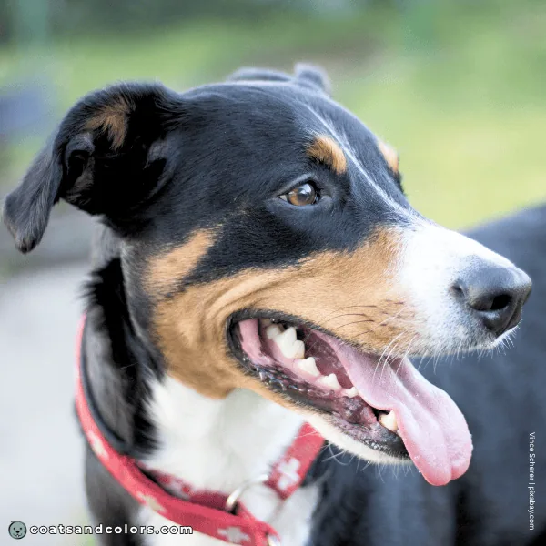 coatsandcolors.com Appenzeller Dog Colors tan intensity