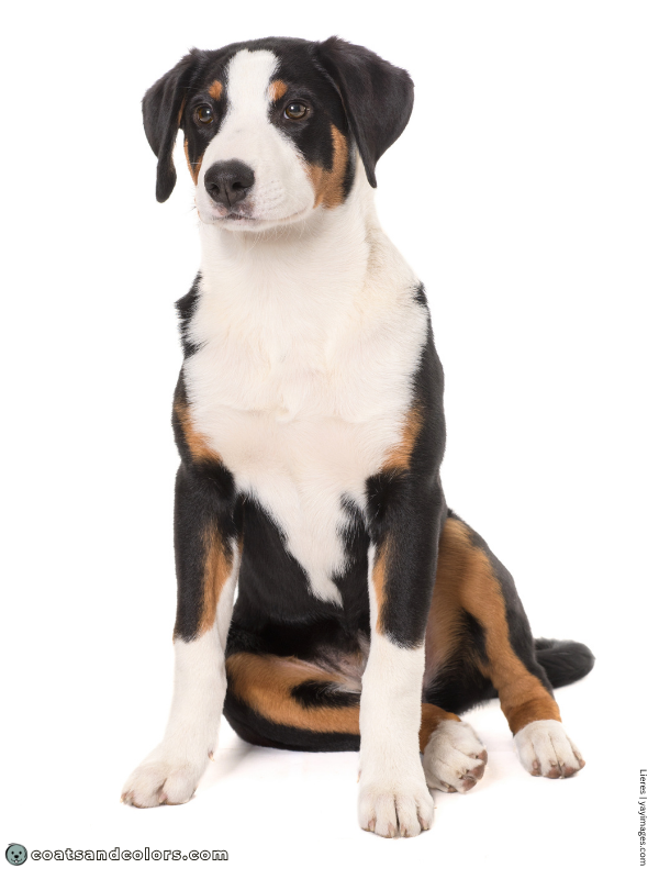 coatsandcolors.com Appenzeller Dog Colors too much white