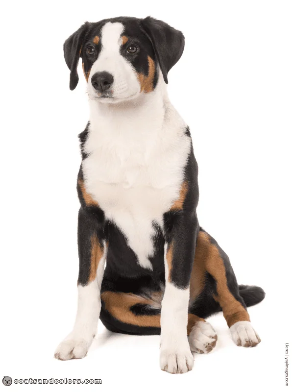 coatsandcolors.com Appenzeller Dog Colors too much white