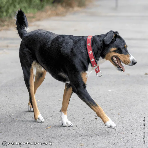 coatsandcolors.com Appenzeller Dog Colors white markings 2