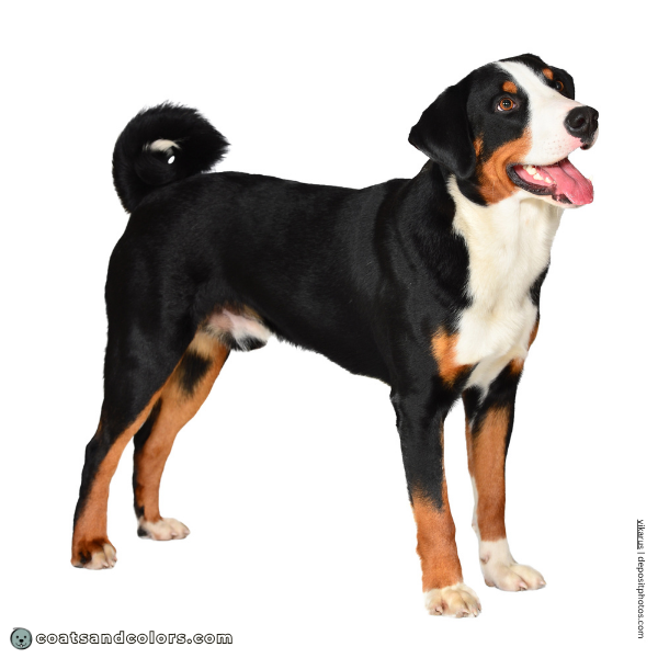 coatsandcolors.com Appenzeller Dog Colors white markings