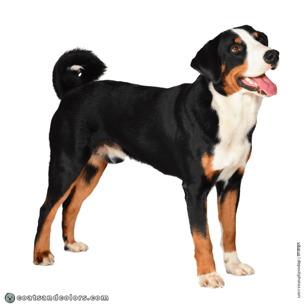 coatsandcolors.com Appenzeller Dog Colors white markings