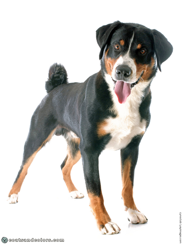 coatsandcolors.com Appenzeller Dog Colors white blaze
