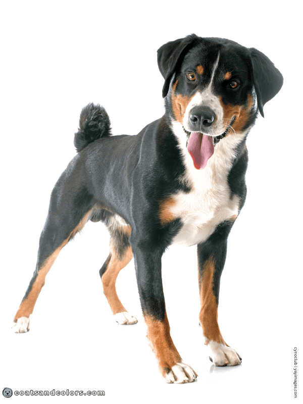 coatsandcolors.com Appenzeller Dog Colors white blaze