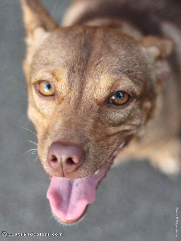 coatsandcolors.com B locus dog brown gouti 1