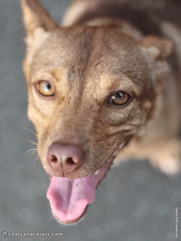 coatsandcolors.com B locus dog brown gouti 1