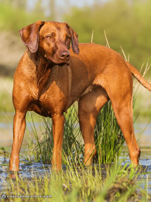 coatsandcolors.com B locus dog brown sable Rhodesian Ridgeback