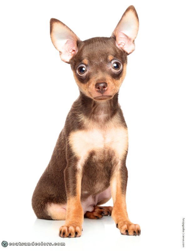 coatsandcolors.com B locus dog brown tan point puppy